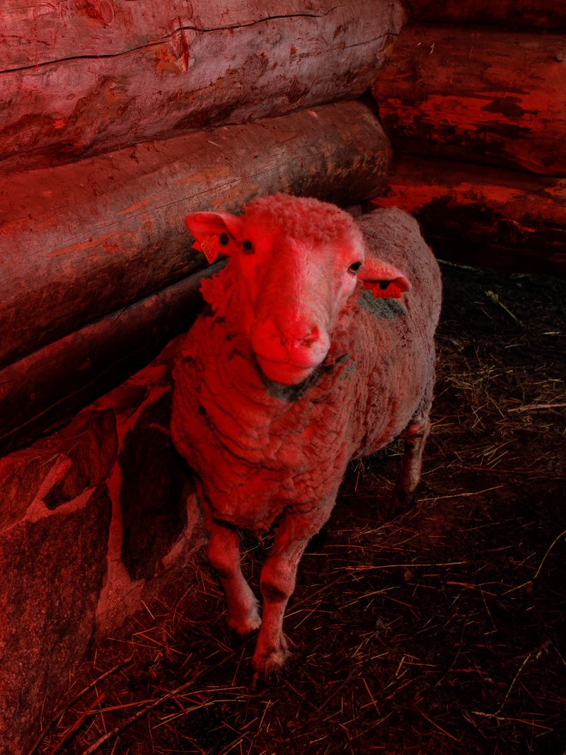 © Sari Soininen - Image from the Shallow Waters, Misty Waves photography project