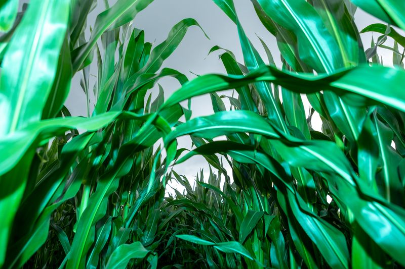 © Sari Soininen - Image from the Shallow Waters, Misty Waves photography project