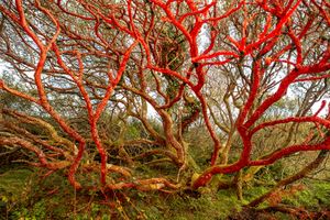 Transcendent Country of the Mind