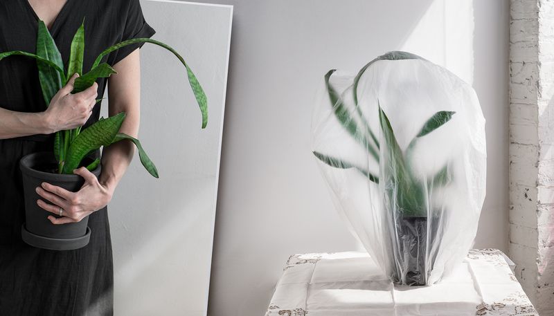 © Stephanie Taiber - Held