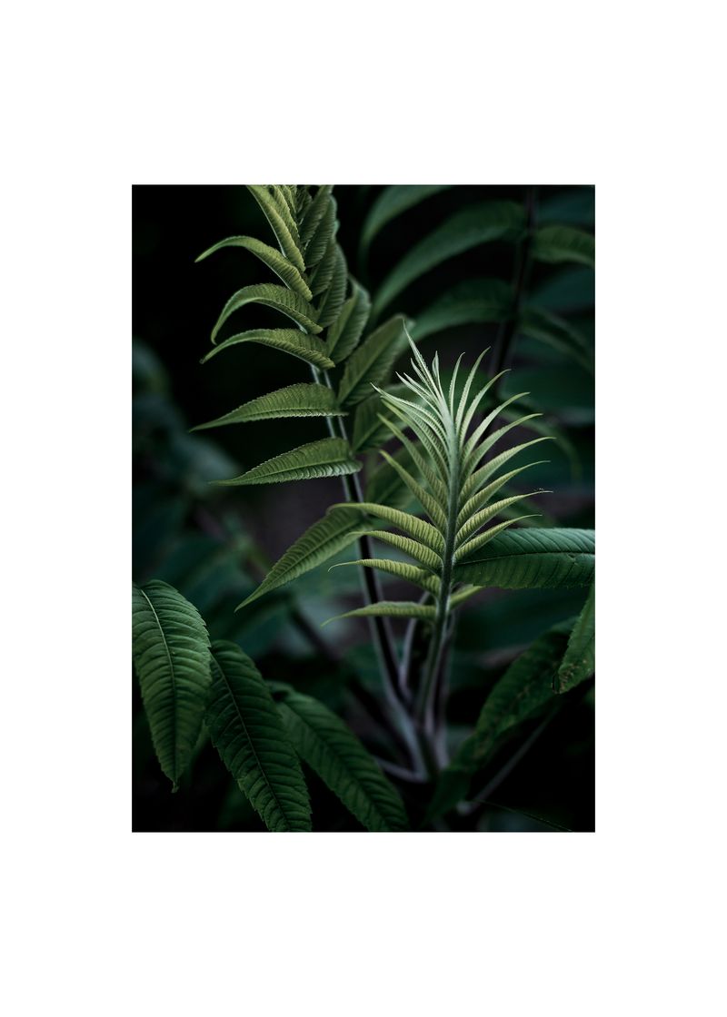 © Stephanie Taiber - Unfurling