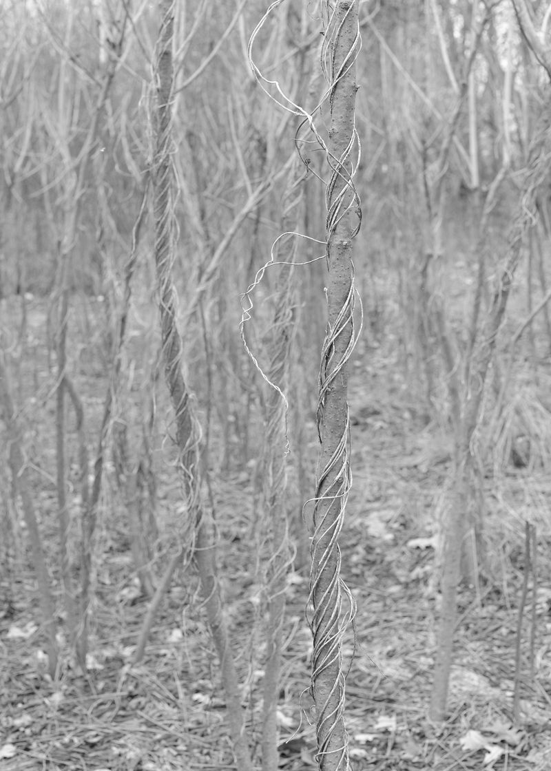 © Stephanie Taiber - Frequency