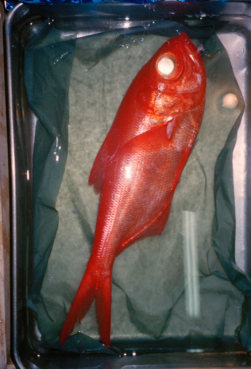 © Olivia Rohde - Kinmedia