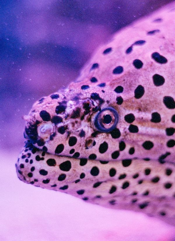 © Olivia Rohde - Moray