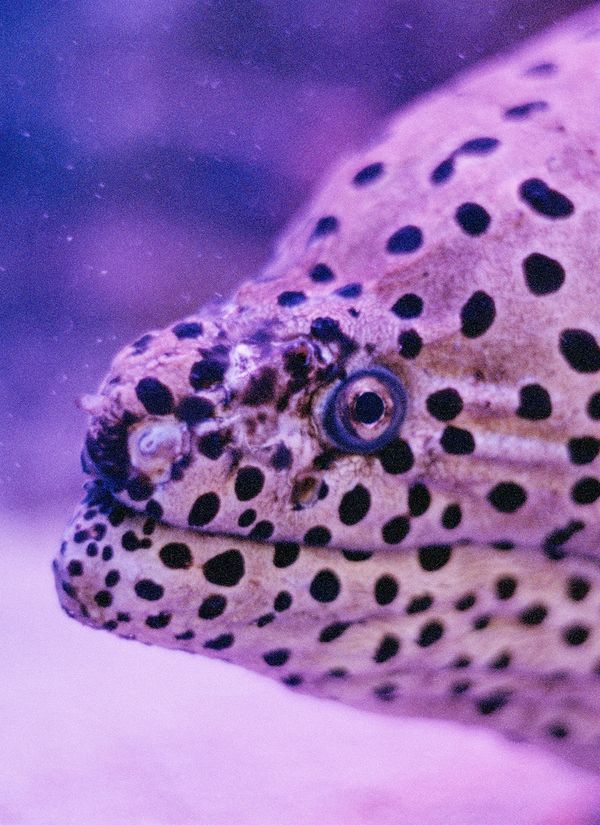 © Olivia Rohde - Moray