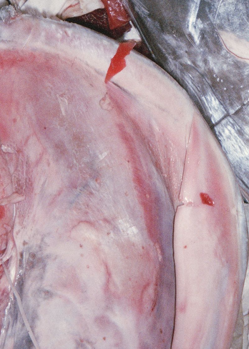 © Olivia Rohde - Tuna for disposal