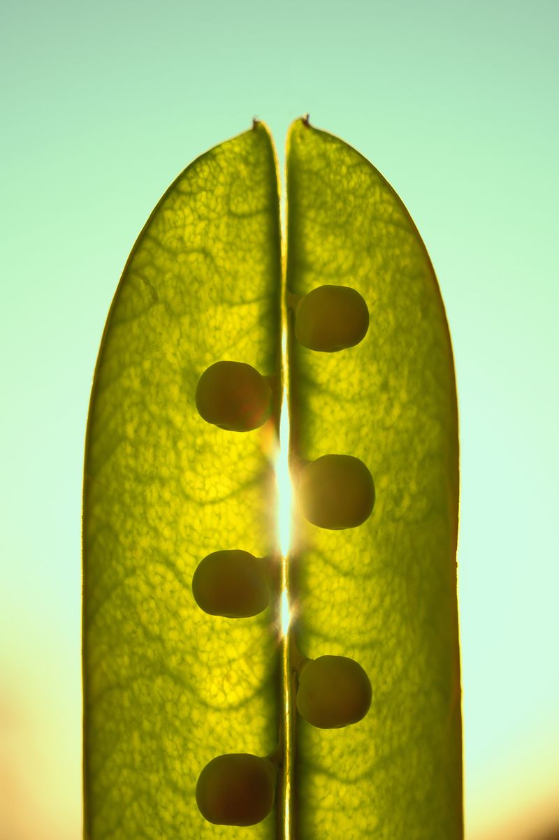 © Federica Belli - Image from the The only living girl in Italy photography project