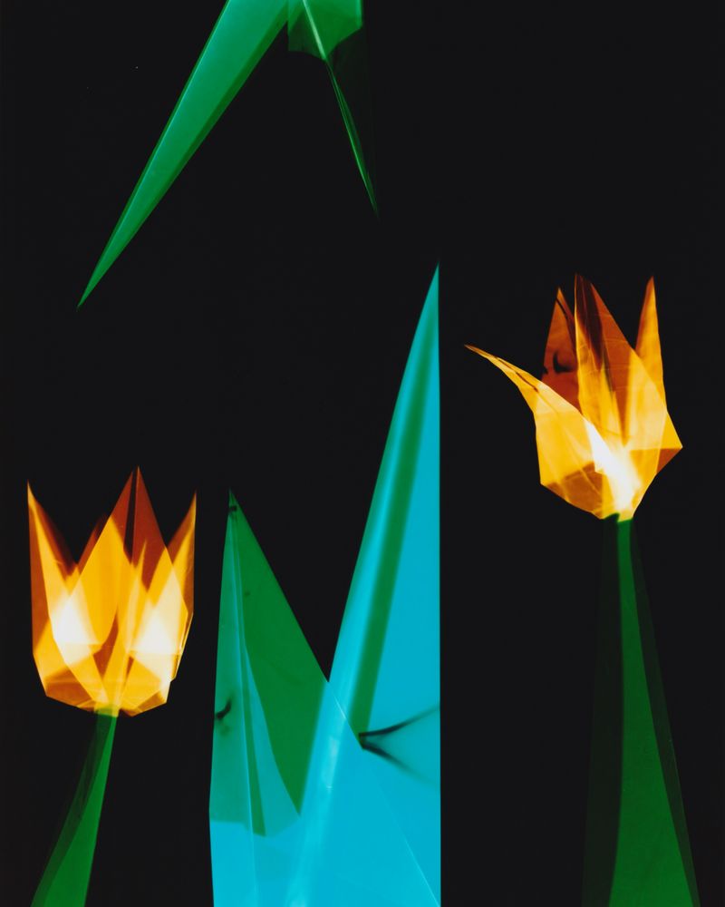 © Chahe - Tulip