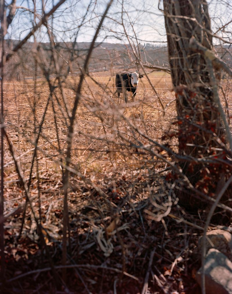 © Kevin Sweeney - Pasture Cow. Newtown, CT