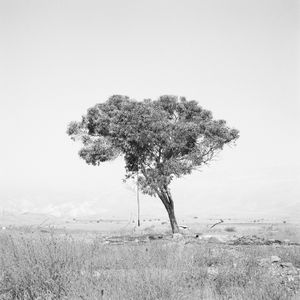 Punctuated Land