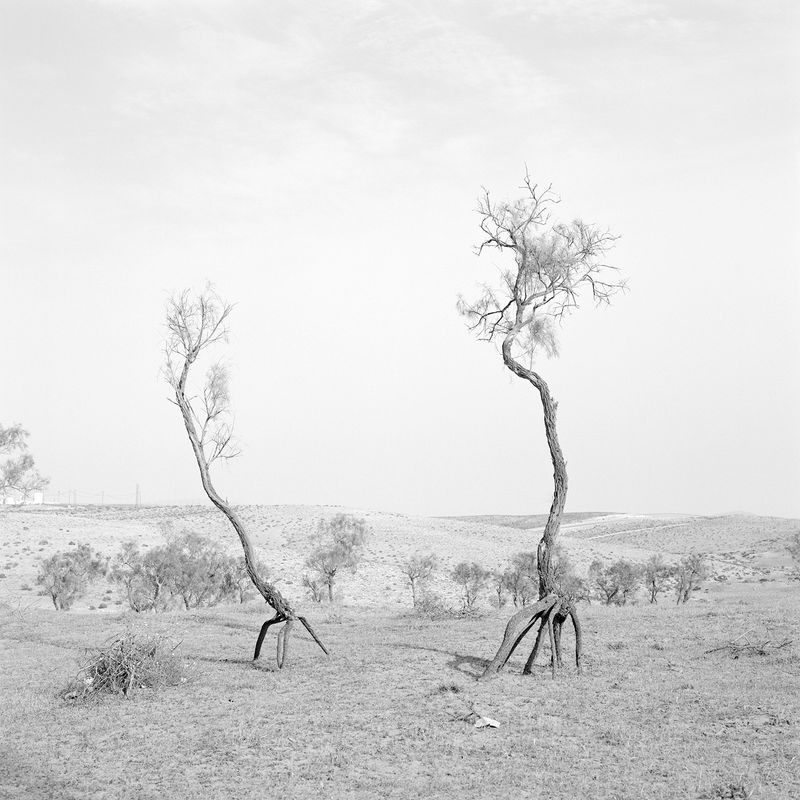 © Dana Ariel - tamarix