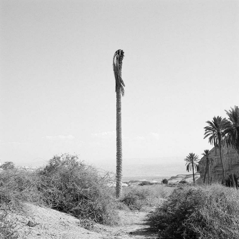 © Dana Ariel - דקל, نخلة (palm tree), 2022
