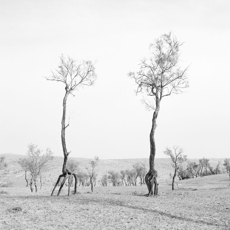 © Dana Ariel - אשלים, اثل (tamarix), 2022