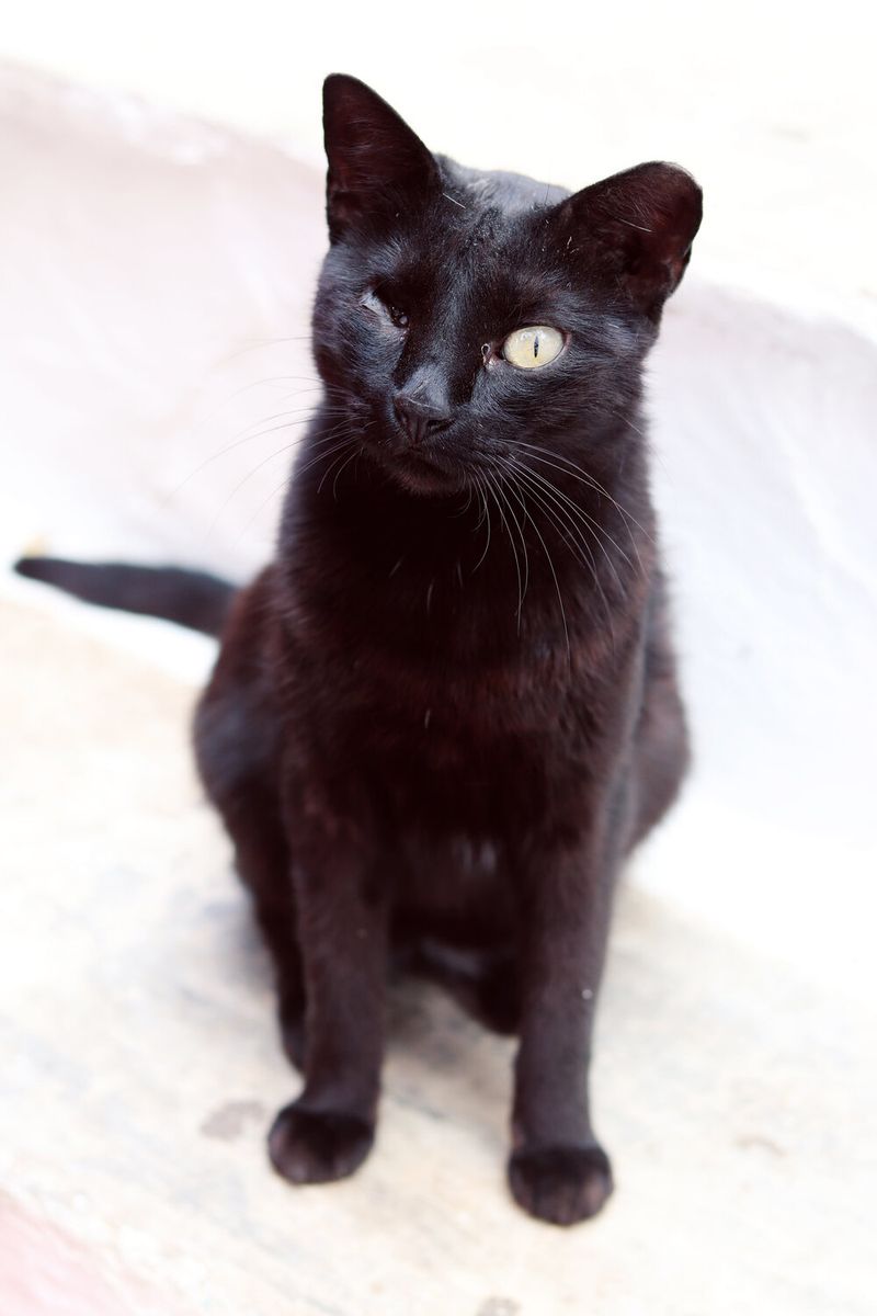 © Samantha Pess - Cat with one eye, Ydra