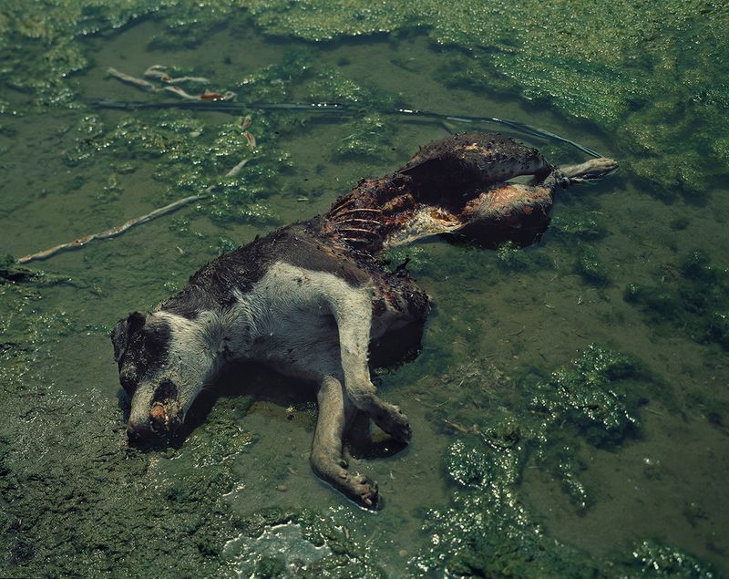 © Grzegorz Wełnicki - Hundreds of flies and a dog drowned by a man – Ganges. Varanasi 2017