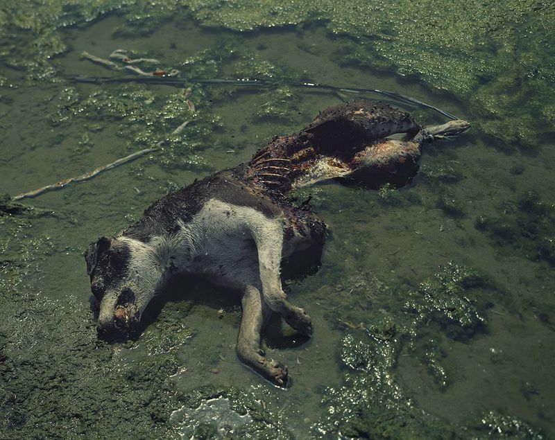 © Grzegorz Wełnicki - Hundreds of flies and a dog drowned by a man – Ganges. Varanasi 2017