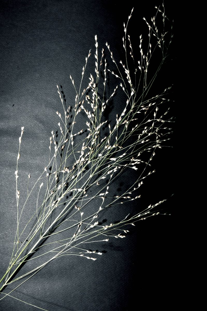 © Plantation - Image from the Black Sex is Forbidden; Black death is permitted photography project