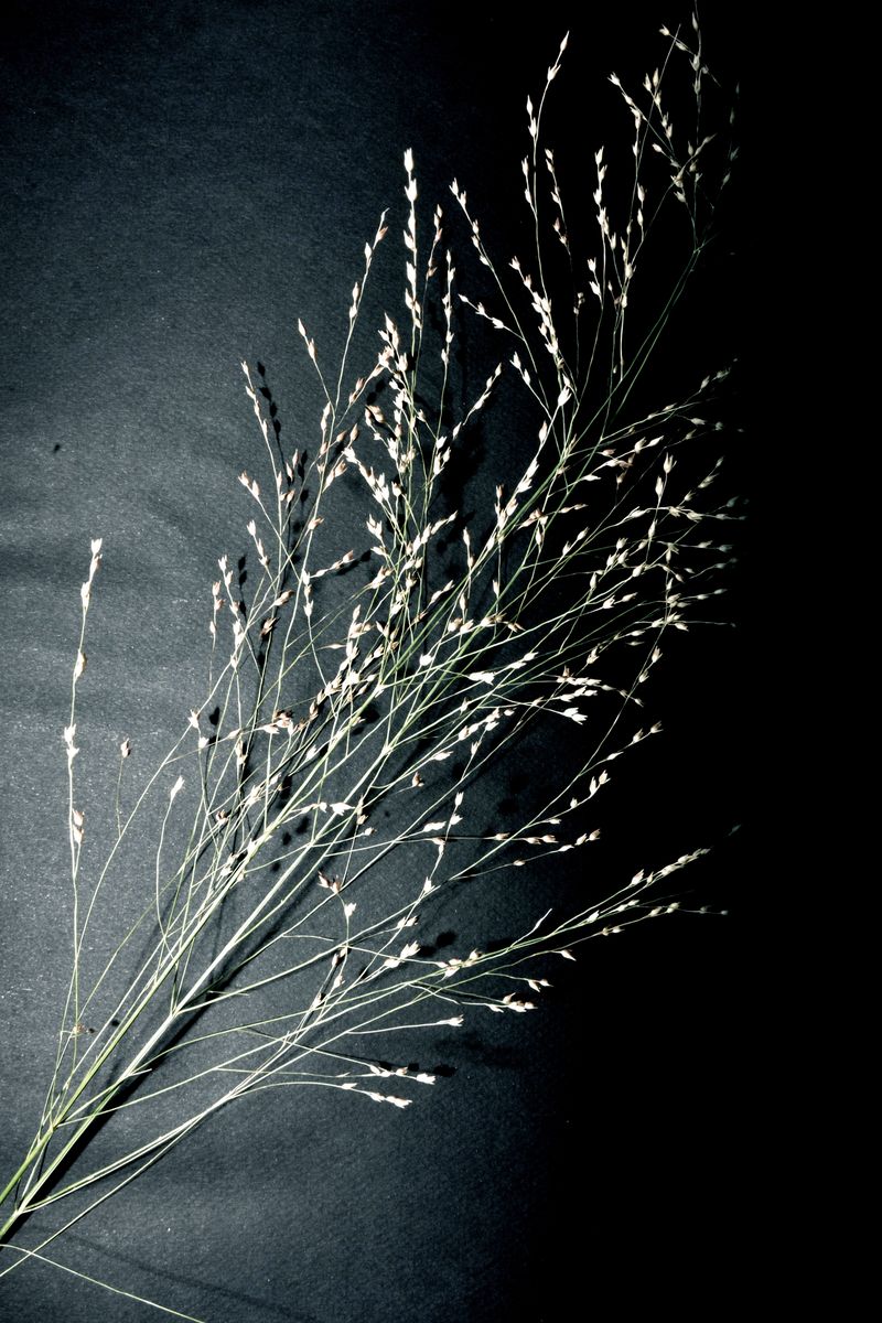 © Plantation - Image from the Black Sex is Forbidden; Black death is permitted photography project