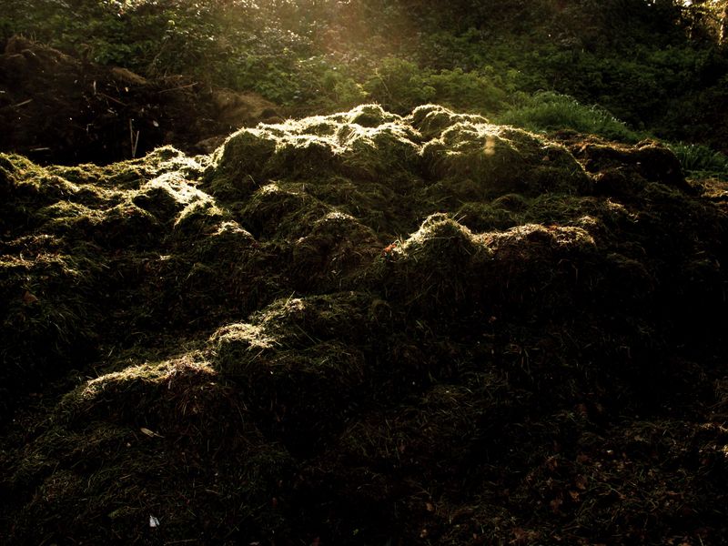 © Plantation - Image from the Black Sex is Forbidden; Black death is permitted photography project