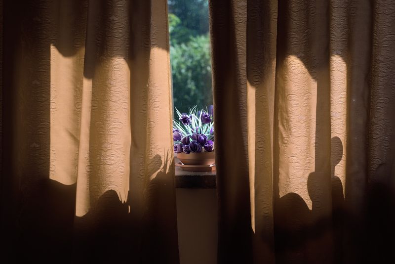 © Marta Wojnarowska-Olszewska - Image from the Forget-me-nots bloom in January photography project