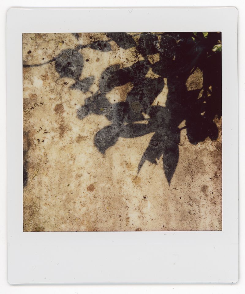 © Francesco Pennacchio - Image from the Unlike Flowers photography project