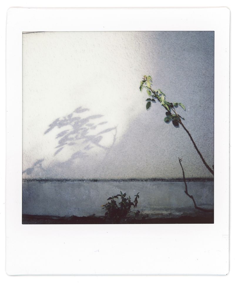 © Francesco Pennacchio - Image from the Unlike Flowers photography project