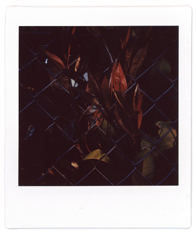 © Francesco Pennacchio - Image from the Unlike Flowers photography project