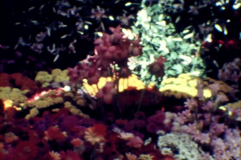 © Francesco Pennacchio - Image from the Unlike Flowers photography project