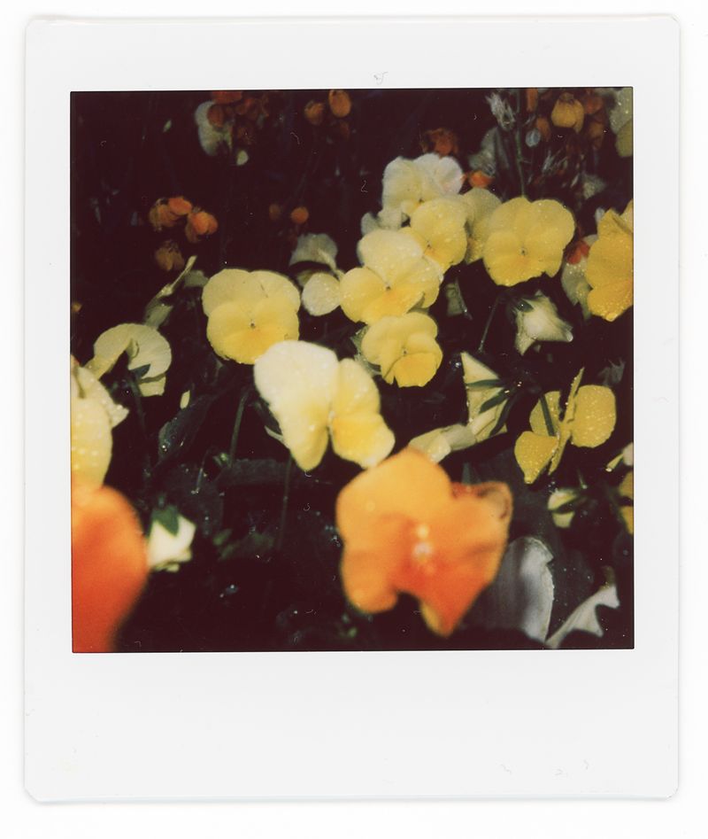 © Francesco Pennacchio - Image from the Unlike Flowers photography project