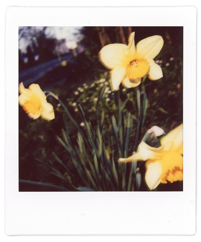 © Francesco Pennacchio - Image from the Unlike Flowers photography project