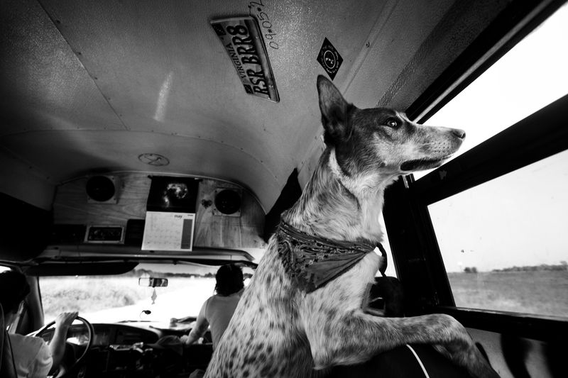 © Julie Glassberg - Image from the Bike Kill photography project