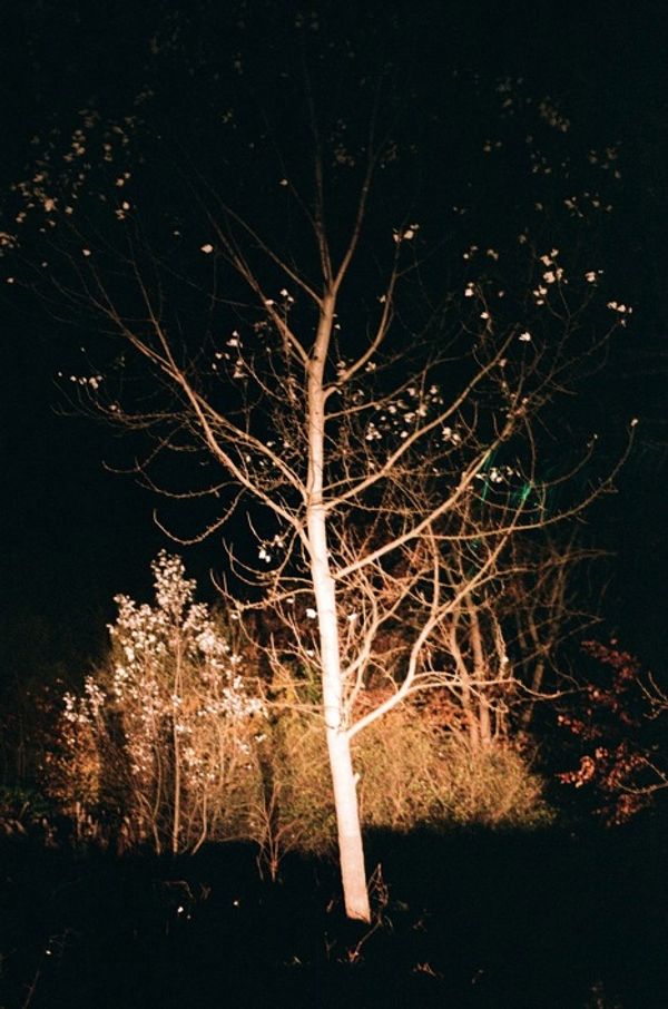 © Daria Tuminas - Image from the No Tail No Scale photography project