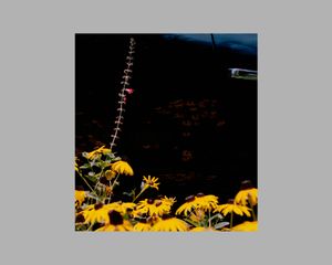 Photobook Review: Mystery Street by Vasantha Yogananthan