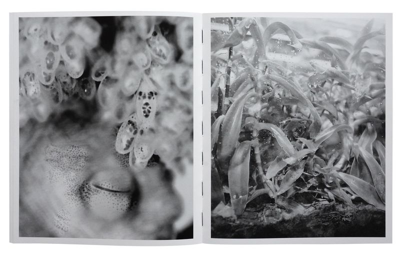 Photobook Review: All Things Laid Dormant by Benedetta Casagrande