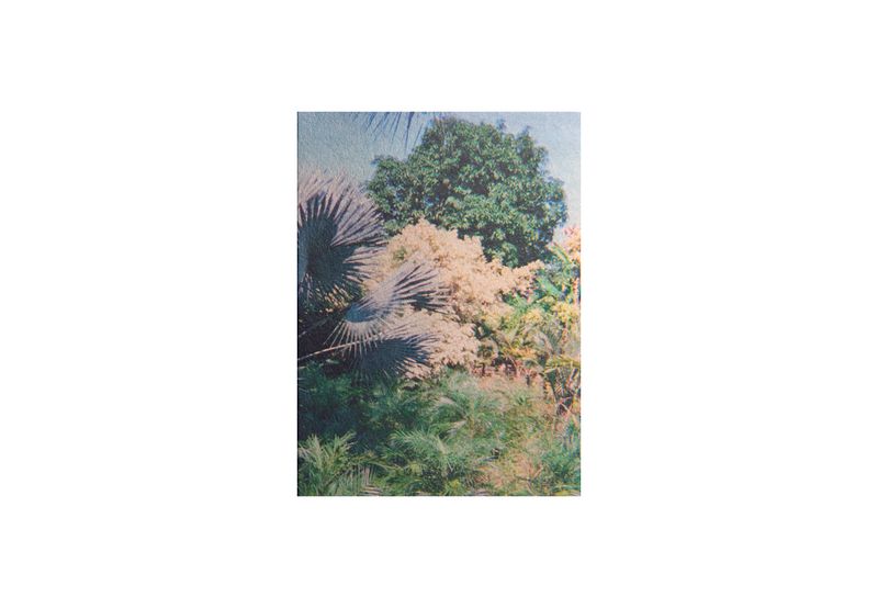 Las Flores Mueren Dos Veces by Cristóbal Ascensio | Dispara