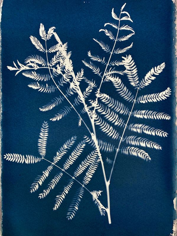 © Rebecca Murray - Bracken.