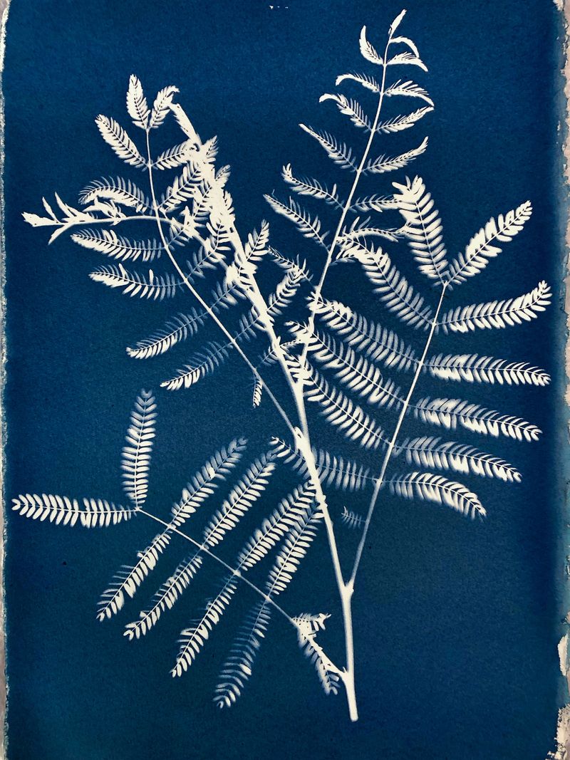 © Rebecca Murray - Bracken.