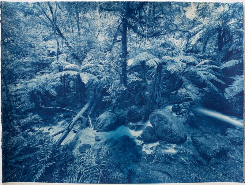 © Rebecca Murray - Deep in the forest. Yarra Ranges.