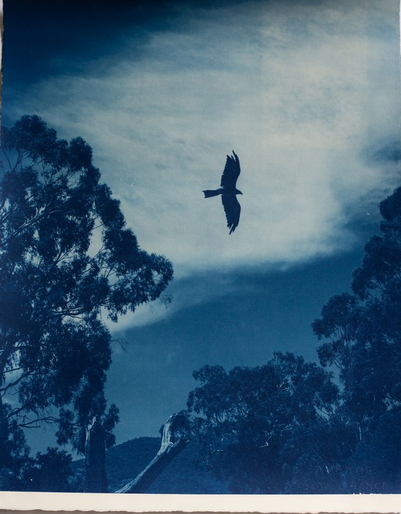 © Rebecca Murray - Bunjil.