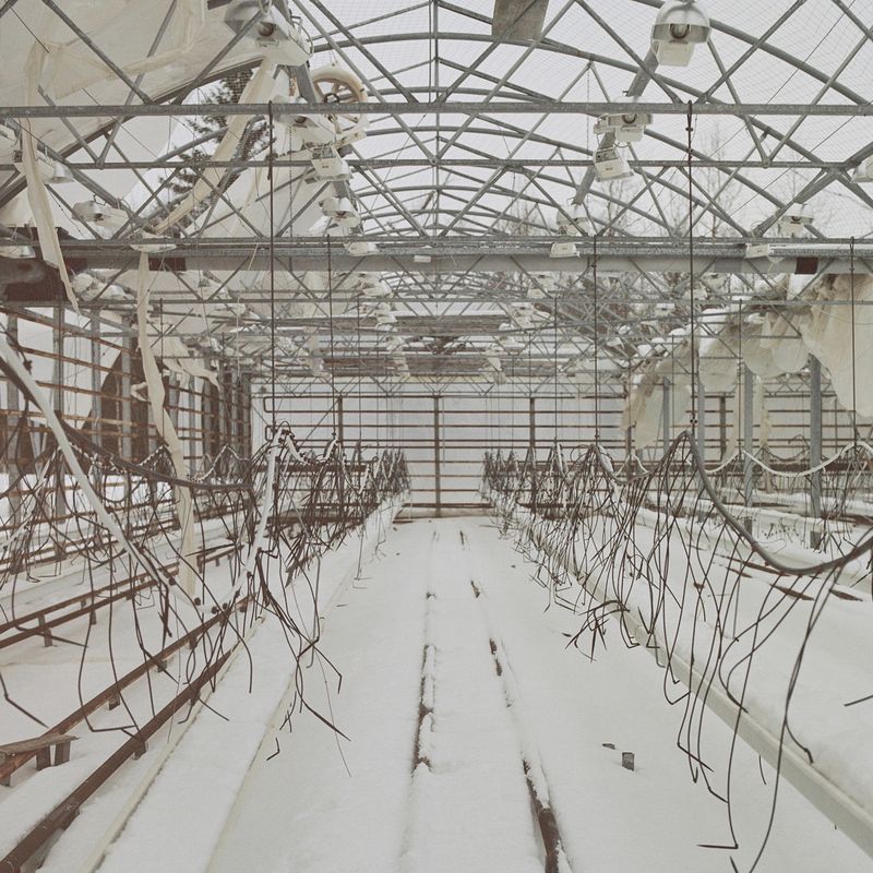 © Vassilis Triantis - Image from the Roses grew on snow photography project