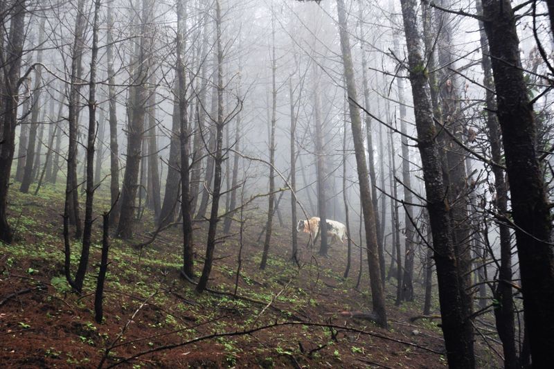 © Prasiit Sthapit - Image from the The New Silk Road photography project