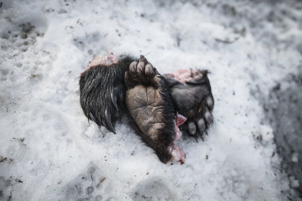 © Javier Corso - Image from the Matagi photography project