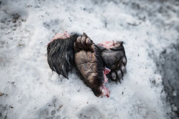 © Javier Corso - Image from the Matagi photography project