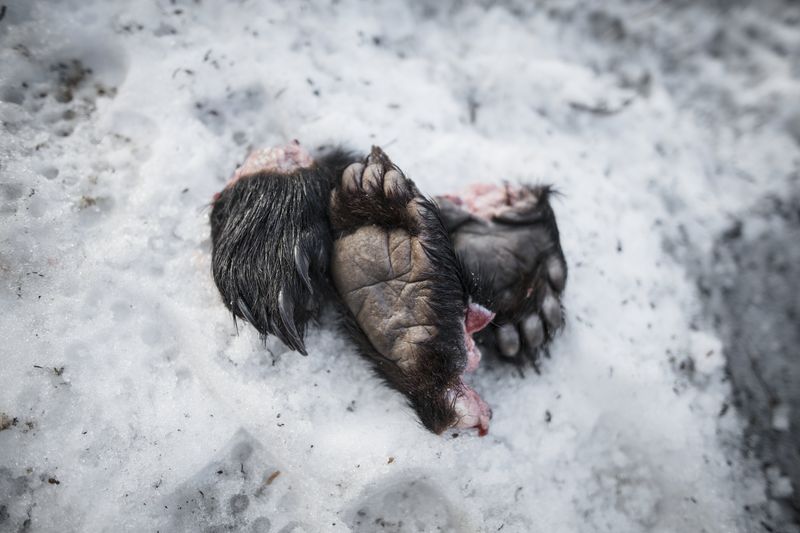 © Javier Corso - Image from the Matagi photography project