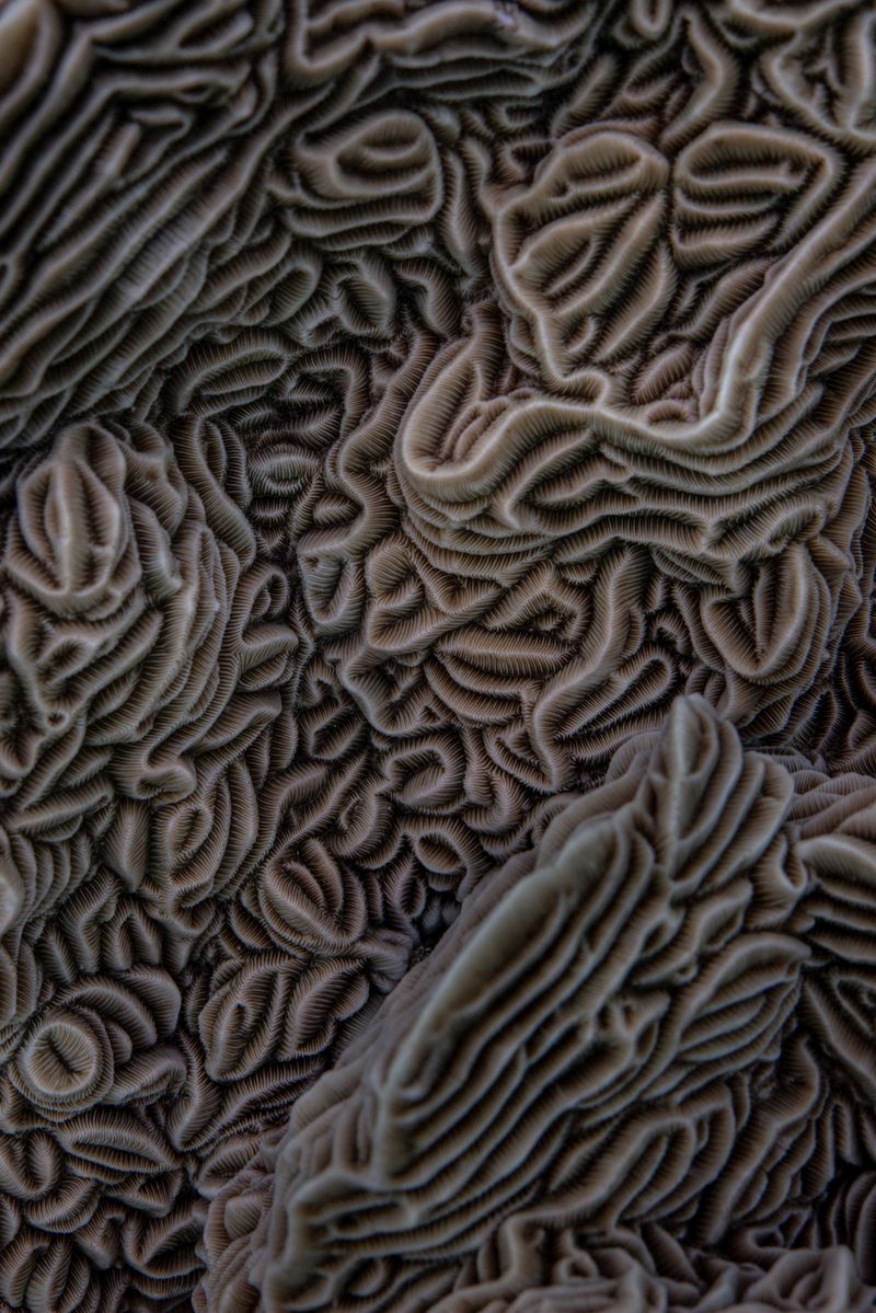 © Katherine Jack - Image from the Palawan Seas photography project