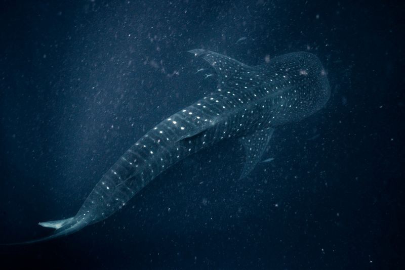 © Katherine Jack - A whale shark (Rhincodon typus) dives deep into the plankton-rich waters of Puerto Bay. Palawan, 2017
