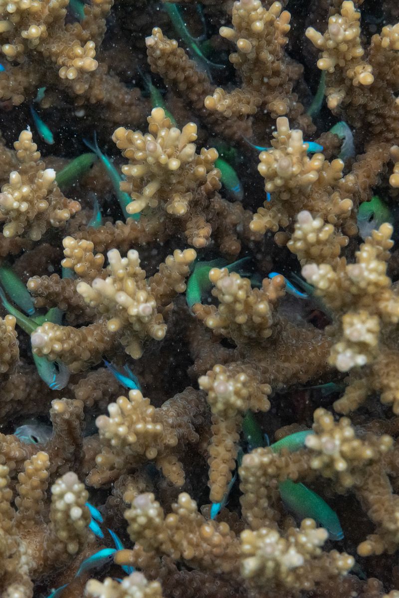 © Katherine Jack - Damsel fish (Chromis viridis) shelter in the branches of an acropora coral. Tenegueban, San Fernando, Palawan, 2021