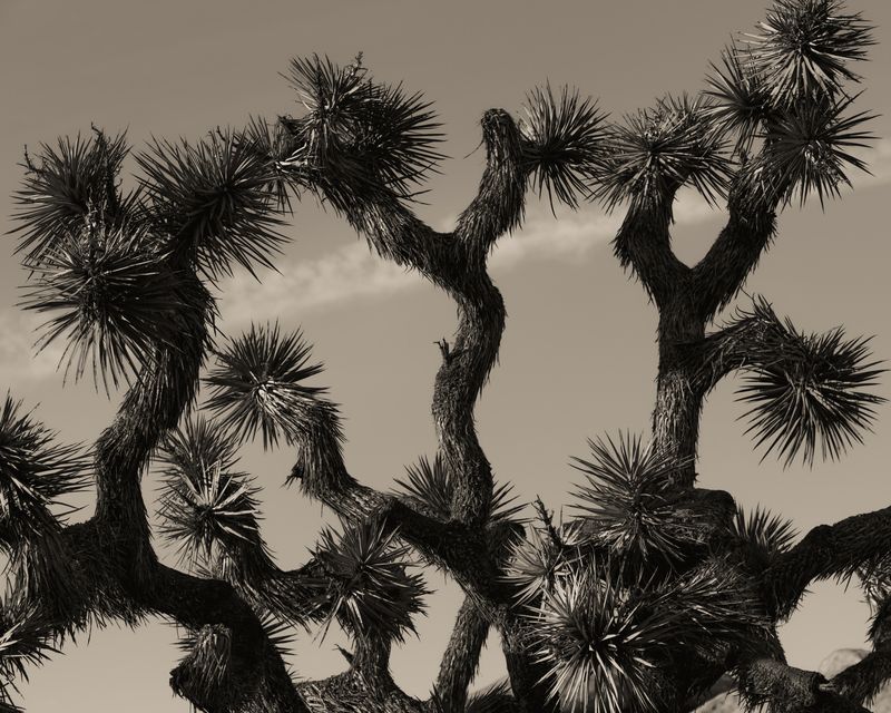 © Ruben van Schalm - Interwoven Dreams