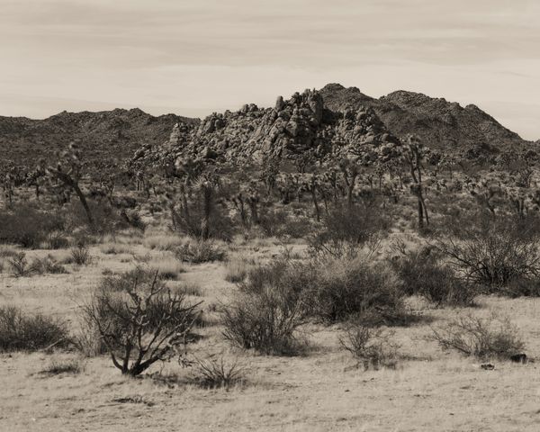 © Ruben van Schalm - Desert Reverie