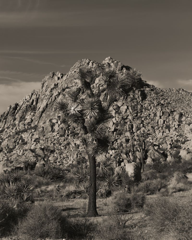© Ruben van Schalm - Rooted in Stone